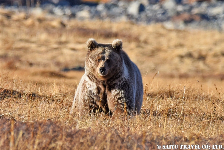 Himalayan Brown Bear in Autumn – Deosai National Park